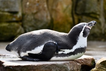 Cute penguin lying on a rock 