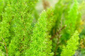 Close up nature photography. View of green leaf and texture growing In Sunlight. Natural greenery environment. Use as a background or wallpaper.