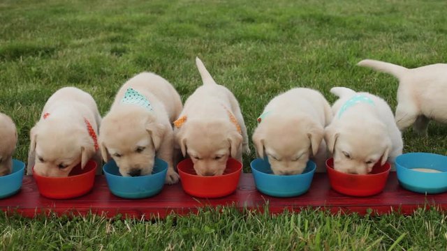 Cute labrador puppy dogs eating from their individual bowls in the grass - slow camera slide
