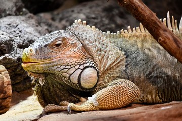 Iguana lizard face close up 