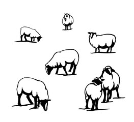sheep breeding. set of simple vector illustrations on a white