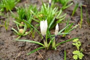 Spring primroses photo of flowers in the garden