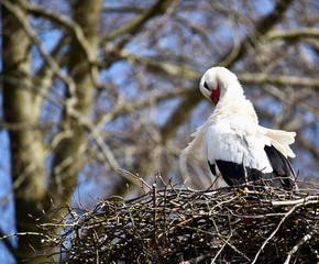 Stork cleaning feathers in a nest with blue sky 