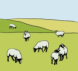 Obraz na płótnie Canvas sheep breeding. set of simple vector illustrations on meadow background