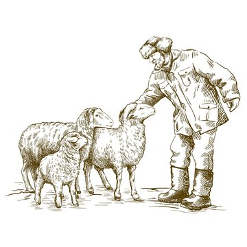 male farmer feeds the sheep. sketch on a white background. animal husbandry