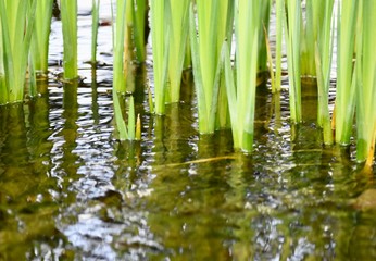 Obraz na płótnie Canvas Water plants in a pond with reflection 