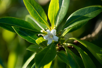 Flor y hojas