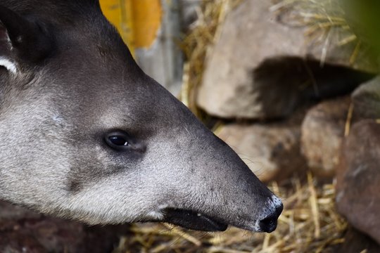 Close Up Of The Face Of A Tapir 