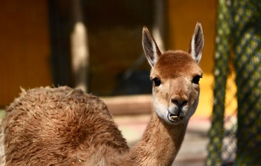 Vicuña camel looking into camera 