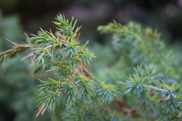 Naklejka na ściany i meble The Chinese juniper. Background of evergreen coniferous shrub close-up with background blur