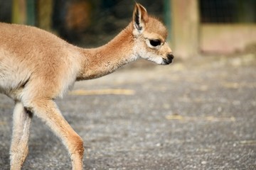 Vicuña walking 