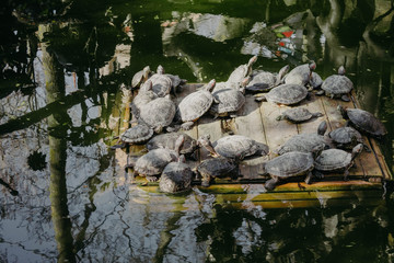 Fototapeta na wymiar Turtles in the pond. A lot of turtles floating on a raft in a clear dark pond with dark green water reflecting the sky.