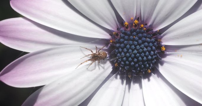 Macro photograph of a beautiful flower with purple red petals. African pink daisy (Dimorphotheca pluvialis).