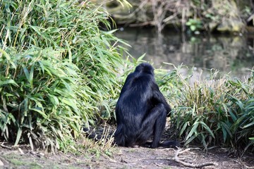 Contemplating and thinking monkey 