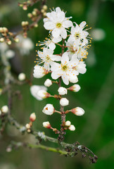Spring blooms, white flowers, March 2020