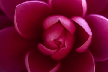Camelia rosa