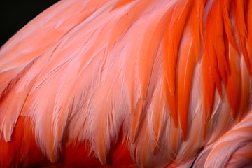 Close up of flamingo feathers  - obrazy, fototapety, plakaty