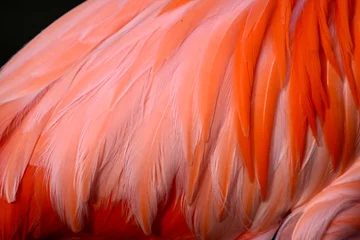 Foto auf Acrylglas Antireflex Close up of flamingo feathers  © MW Photography 