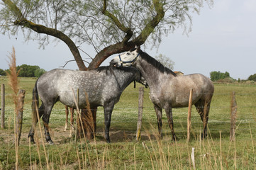 Obraz na płótnie Canvas horse in freedom with his colt