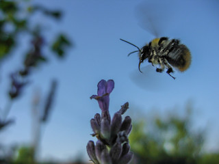 motion blur of bumblebee in flight above the flower. A blue sky as a background