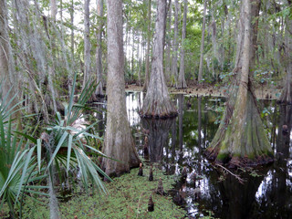 Ein Wald von Sumpfzypressen in den Everglades in Florida (USA)