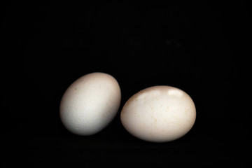 Egg Yumurta