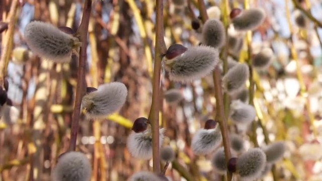 Blooming buds of willow. Fluffy flowers on curved willow branches