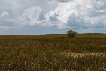 Obraz premium Exploring Everglades National Park by iconic airboat tour with scenic reflections (Everglades, Miami, Florida, USA)