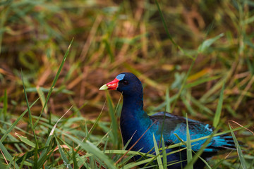 Wildlife spotted during an airboat tour through Everglades National Park (Everglades, Miami, Florida, USA)