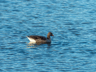 Greylag Goose (Anser anser)