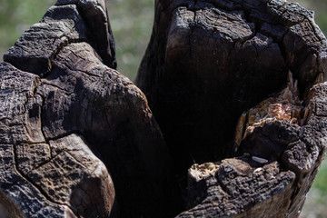 Fototapeta na wymiar brown tree bark, texture wood