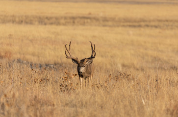 Buck Mule Deer in Colorado in the fall Rut