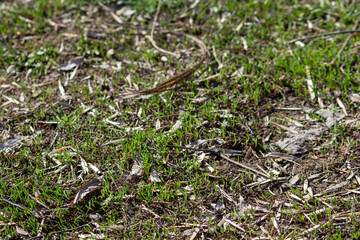 big green grass, nature texture