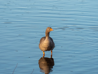 Greylag Goose (Anser anser)