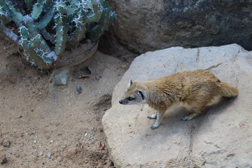 Obraz premium mongoose in zoo