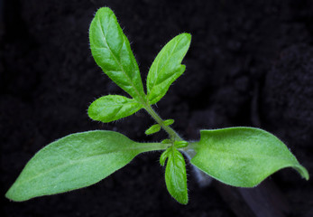 small tomato sprout growing in black earth, macro image
