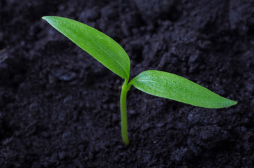a small sprig of pepper, growing in the black earth, macro image