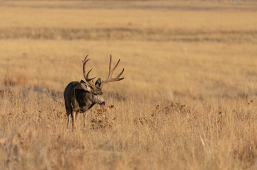 Buck Mule Deer in Colorado in the fall Rut