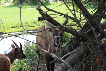 deer in the forest