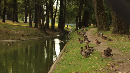 ducks in the park