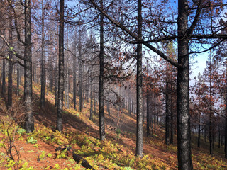 Burned forest on Gran Canaria