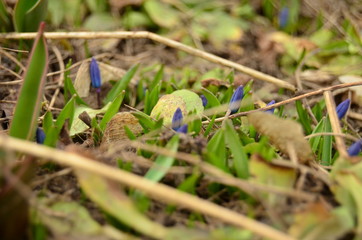 Spring primroses photo of flowers in the garden