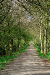 Walking path in spring