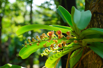 Beautiful fresh orange orchids flower (Rhynchostylis gigantea)  with the blur or bokeh background in the farm or garden in Thailand.