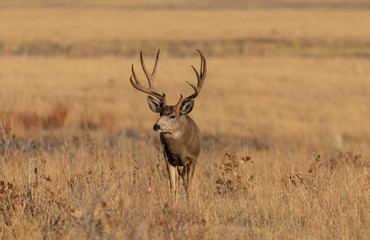 Naklejka na ściany i meble Buck Mule Deer in Colorado in the fall Rut
