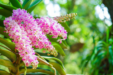 Beautiful fresh pink orchids flower (Rhynchostylis gigantea)  with the blur or bokeh background in the farm or garden in Thailand. © Samruay