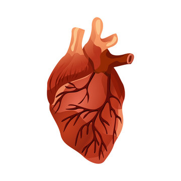 Isolated Human heart. Muscular organ in humans and animals, which pumps blood through blood vessels of circulatory system. Heart diagnostic center sign. Human heart cartoon design