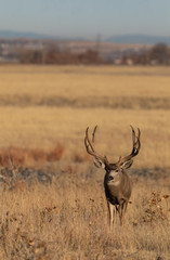 Buck Mule Deer in Colorado in the fall Rut