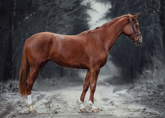 portrait of young red trakehner mare horse full-length with bridle in dark forest