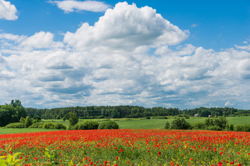 Naklejka na ściany i meble Beautiful green nature landscape of Europe - poppy field, meadow in summer day